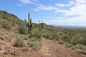 Saguro Cacti near Wickenburg, AZ