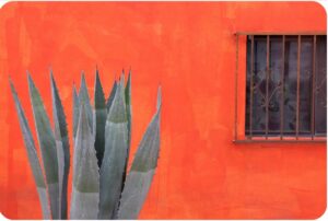 Agave Agave