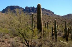 Saguaro Cactus