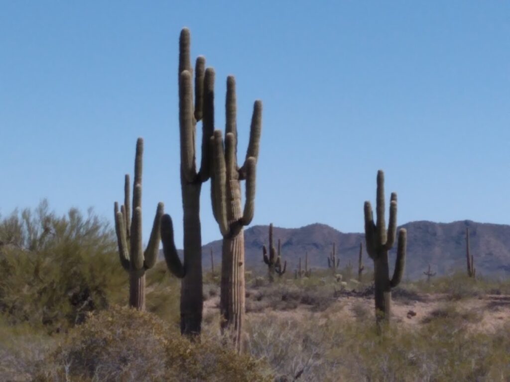 Saguaro Cacti Wickenburg, AZ