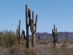 Saguaro Cacti Wickenburg, AZ
