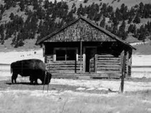Hartsel Ranch Buffalo