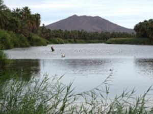 San Ignacio Lagoon