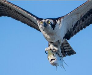 Osprey