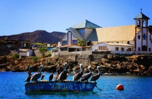 Pelicans in San Felipe