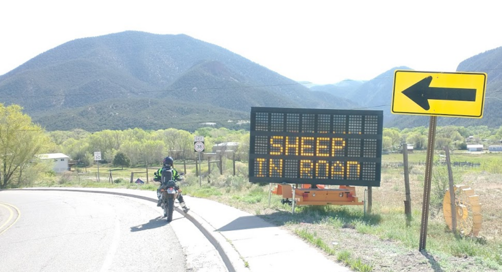 SHEEP IN ROAD